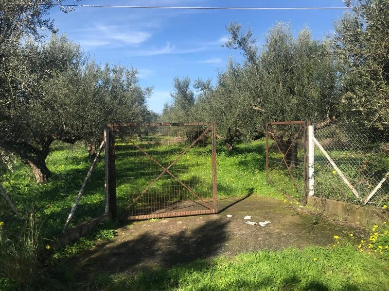 Οικόπεδο 1006 τ.μ. Σπερχογεία