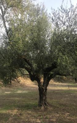 Ελαιοπερίβολο 11800 τ.μ Λαίικα Καλαμάτας.