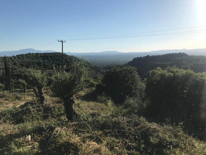 Ελαιοπερίβολο 1485 τ.μ. Θουρία