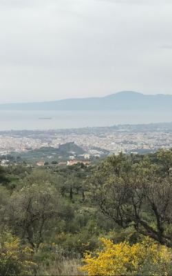 Αγροτεμάχιο 8421 τ.μ. Στην Καλλιθέα.