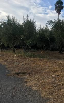 Οικόπεδο 4900 τ.μ. Φραγκοπήγαδο Καλαμάτα.