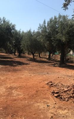 Οικόπεδο 805 τ.μ. Ξηροκάμπι Λε'ί'κων.