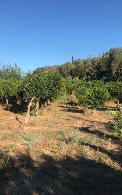 Κτήμα  1450 τ.μ. Σπιτάκια Λείκων.