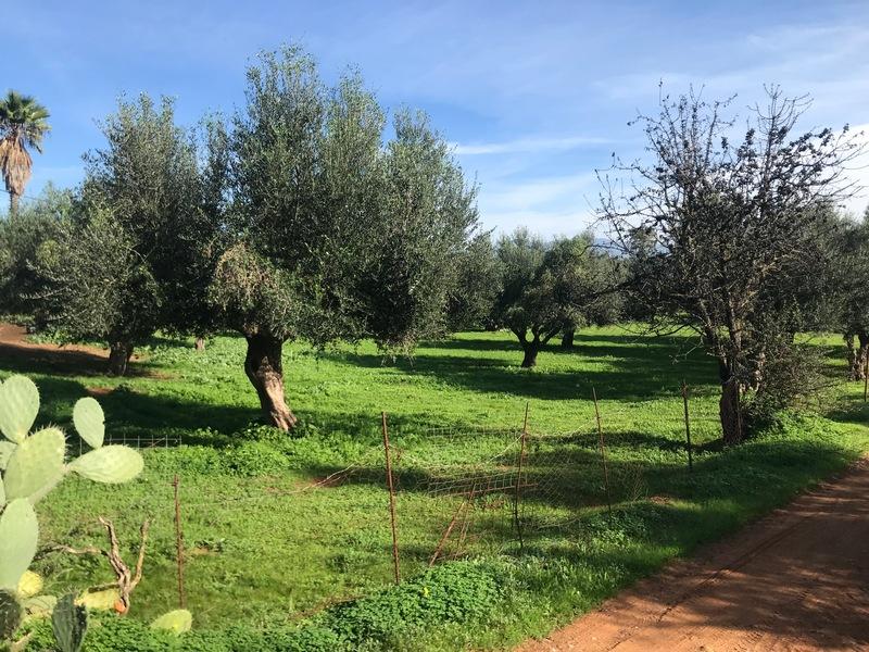 Ελαιοπερίβολο 5500 τ.μ. Στη Μεσσήνη.